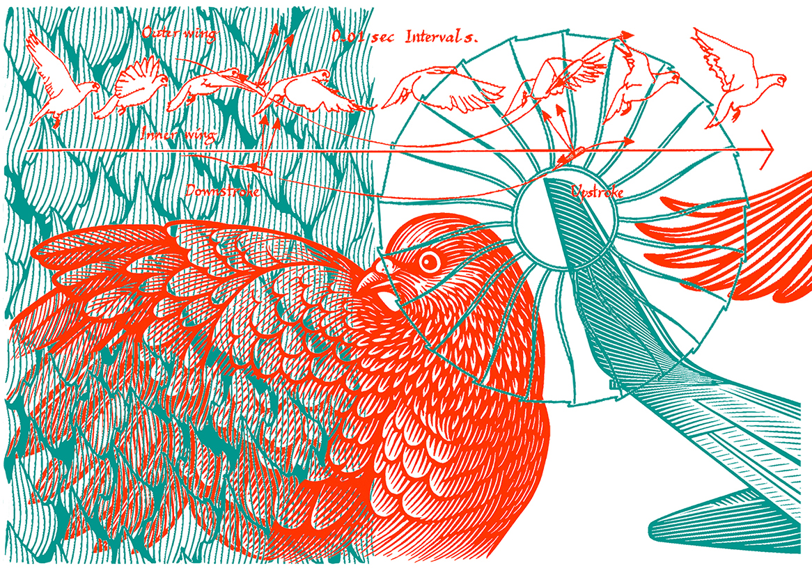 Moving in Nature’s Patterns